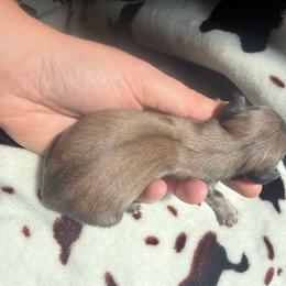 Cream male - Cream male Dachshund puppy in Umatilla County, Oregon from Divine Dogs