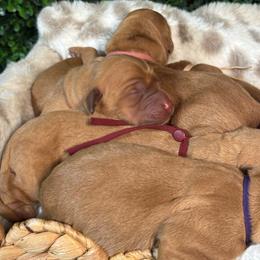 Remy - Dark golden female Golden Retriever puppy in Payette, Idaho from Stonewick Retrievers