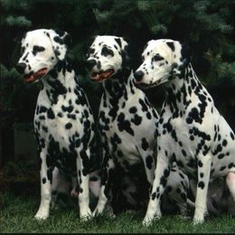Dalmatian All Grown Up from HatTrick Dalmatians