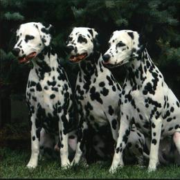 Dalmatian All Grown Up from HatTrick Dalmatians