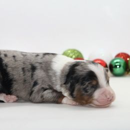 Male 3 - Blue merle male Miniature American Shepherd puppy in Childress, Texas from Taylor Farms