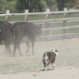 Australian Shepherds from BWild Australian Shepherds