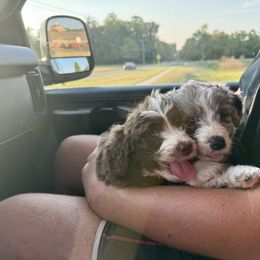 Aussiedoodle Puppies from Doodle Duo