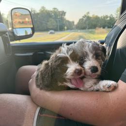 Aussiedoodle Puppies from Doodle Duo
