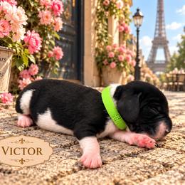 Victor - Black and white male Basset Hound puppy in Lubbock, Texas from Hound House