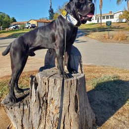 Cane Corso All Grown Up from WesCo Kennels