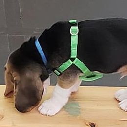 Beagle Puppies from Roylcrest Beagles