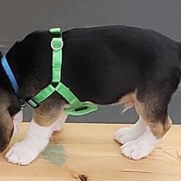 Beagle Puppies from Roylcrest Beagles