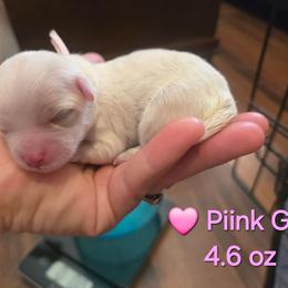Pink Girl - White female Maltipoo puppy in Sahuarita, Arizona from Cowgirl's Legacy Maltipoos