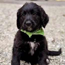 Bells (Green) - Black and white female Bernedoodle puppy in Noblesville, Indiana from NOB Bernedoodles