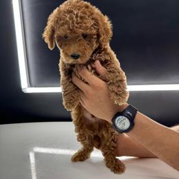 Lime - Apricot male Goldendoodle puppy in Gainesville, Florida from Pet Inn Xxweetdoodles