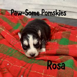Rosa - Black and white female Pomsky puppy in Krum, Texas from Paw-Some Pomskies