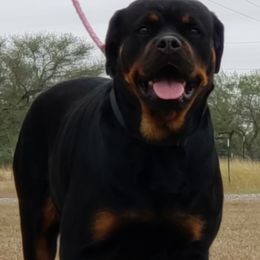 Rottweilers from Vom Haus Jonas Rottweilers