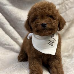 Kale - Red  male Poodle puppy in Sauk Village, Illinois from Midwest Timberland Pups
