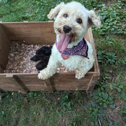 Tundi - Havanese