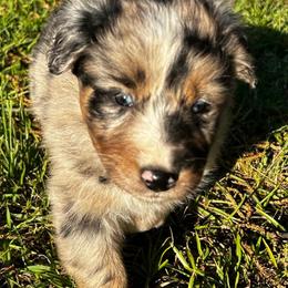 Bran - Blue merle male Australian Shepherd puppy in Butler, Georgia from Aussies at Howling Hill Farm