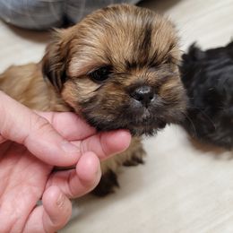Shih Tzu Puppies from Chimera Shih Tzu