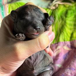 Spud - Merle male Cavapoo puppy in Battle Lake, Minnesota from Panda Puppies