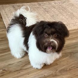 Mister - Chocolate male Havanese puppy in Wappapello, Missouri from Titanium Havanese LLC