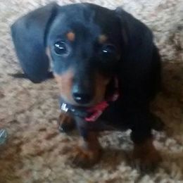 Dachshunds from Mark Rorvik's Dachshunds