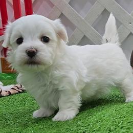 James - White male Maltese puppy in Aurora, Missouri from KnJ Precious Paws LLC