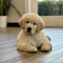 Golden Retriever Puppies from Caliber Golden Retriever’s