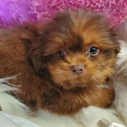 Chocolate Dobie (left) - Chocolate and tan female Shih Tzu puppy in Hillsdale, Michigan from Prairie Fen Farm