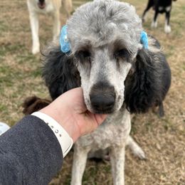 Scarlett - Poodle