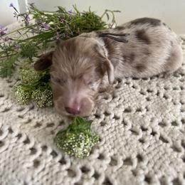 Cockapoo and Dachshund Puppies from Cochran's Cockapoo's