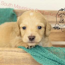 Cream boy - Cream male Dachshund puppy in Seminary, Mississippi from Down South Mavericks Dachshunds