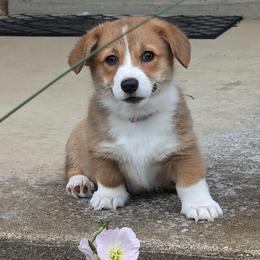 Pembroke Welsh Corgi Puppies from Bentley Corgis LLC