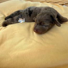 Reese - Dapple male Dachshund puppy in Cave City, Kentucky from Mammoth Cave Dachshunds
