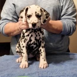 Girl 4 Light Green - Ayesha - White and black female Dalmatian puppy in Hagerstown, Maryland from Stagecoach Dalmatians