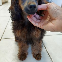 Aussiedoodle Puppies from S & L Oodles of Doodles