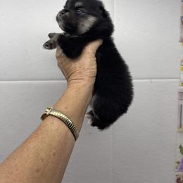 Girl 3 - Black female Pomeranian puppy in Avon Park, Florida from Mariska's Pomeranians