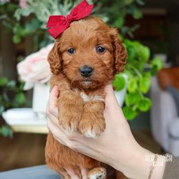 Marquee - Red  female Goldendoodle puppy in Salado, Texas from Red Ranch Dogs
