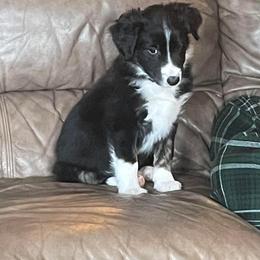 Border Collie Puppies from Cahill’s Canines