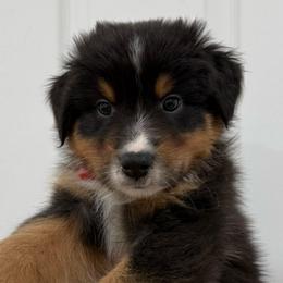 Red - Black tri-color male Australian Shepherd puppy in Gilbert, Arizona from Saltair Australian Shepherds