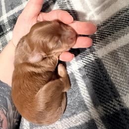 Jasper - Dapple male Dachshund puppy in Wytheville, Virginia from Dippin’ Dachs mini dachshunds