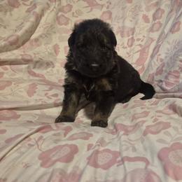 Orange collar male - Black and red male German Shepherd puppy in Eugene, Oregon from Vom Osuna K9s
