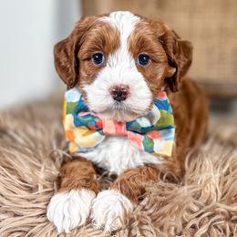 King Julien - Red male Australian Labradoodle puppy in Decatur, Alabama from Southern Meadows Doodles
