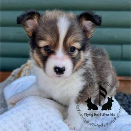 Bonsai Full Fluffy With A Tail - Sable male Pembroke Welsh Corgi puppy in Casper, Wyoming from Flying Note Shorties