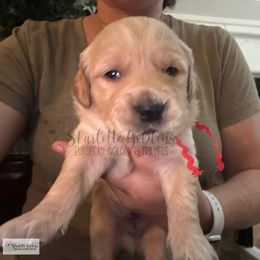 Argentina (Little Latins Litter) - Golden male Golden Retriever puppy in Argyle, Texas from Skarlotte Goldens, LLC