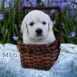 Meg - Light golden female Golden Retriever puppy in Scio, Oregon from Webb's Wold Kennels