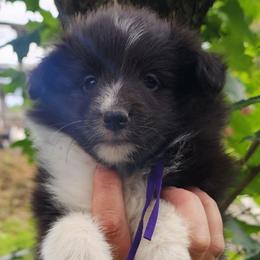 Licorice - Black and white female Shetland Sheepdog puppy in Weedsport, New York from M&M Shelties and Smooch-A-Bulls English Bulldogs