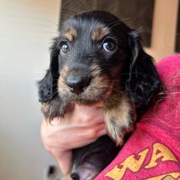 Oogie Boogie - Black and tan male Dachshund puppy in Hutto, Texas from R.G. Dachshunds