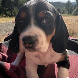 Charmy - Piebald female Dachshund puppy in Brownsville, California from Pine & Pasture Dachshunds