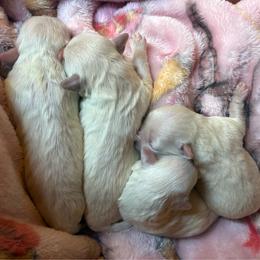 Maltipoo puppies from Playful Paws Maltese and Maltipoos