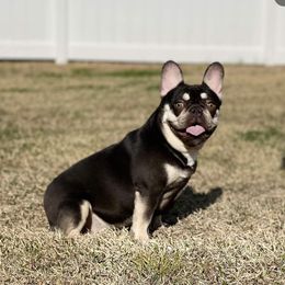 Nellie - French Bulldog