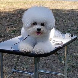 Bichon Frises from Wrapped Up In Dogs